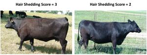 Wiki Hair Shedding Score Images 3 and 2.jpg