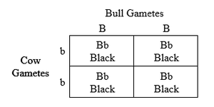 Punnett Square Black Bull Red Cow.png