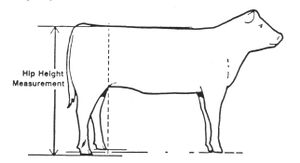 Frame Size Measurement Illustration.jpg