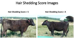 Wiki Hair Shedding Score Images 5 and 4.jpg